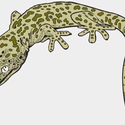 AR GEKO 19 RC Thumbnail